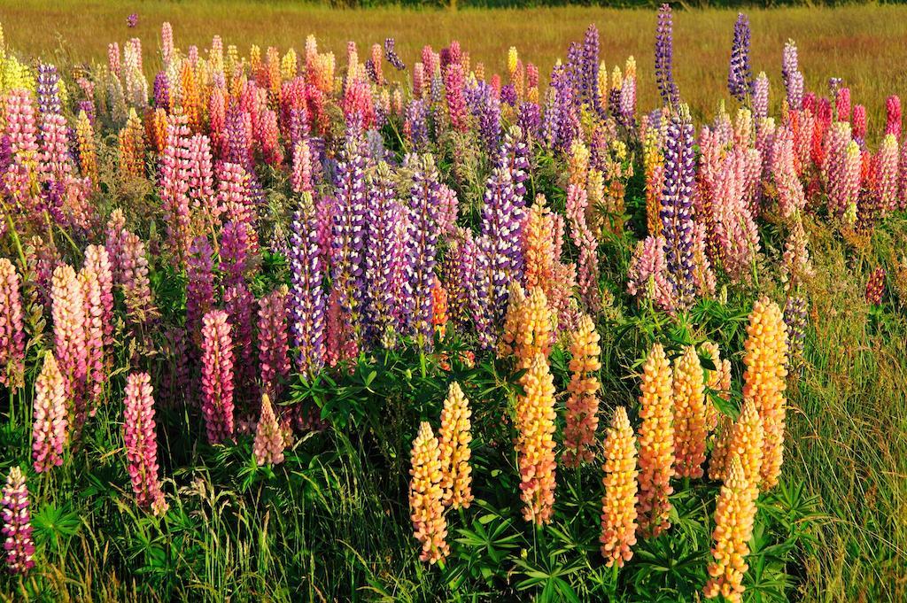 Witte Weelde Texel Panzió De Koog Kültér fotó